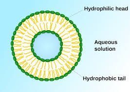 lhh liposome2