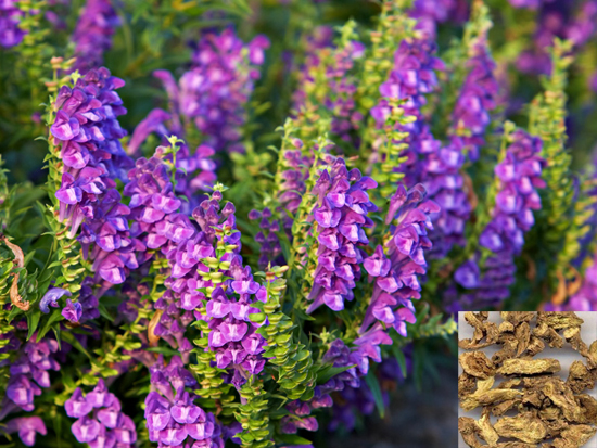 2020.12.Tran Thi Thuy LInh 01