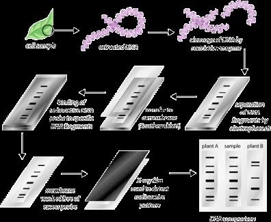 2018.07.06.Ky thuat dau van tay 2 2