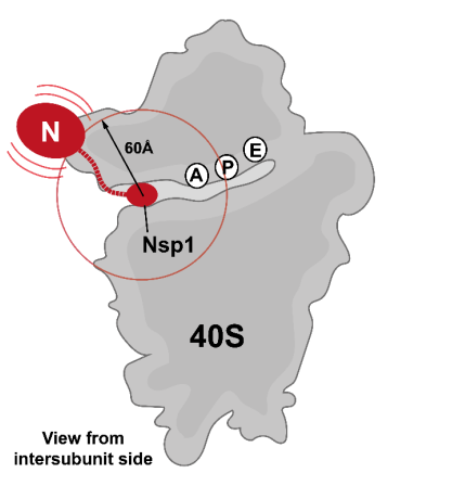 NSP1