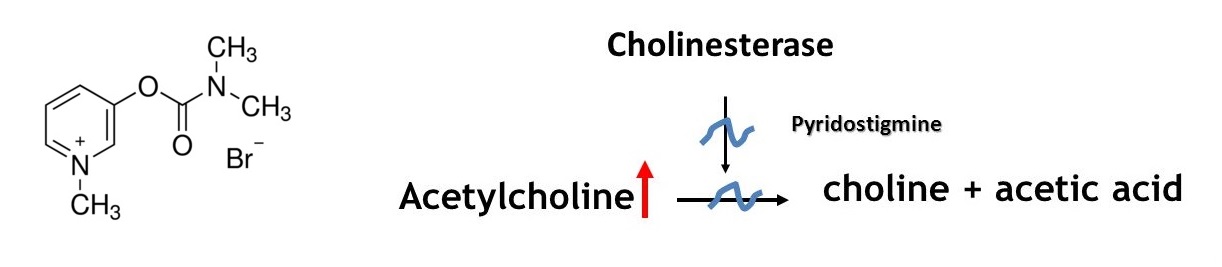 Huan Pyridostigmin2