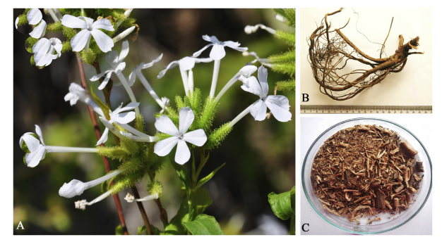 2021.01.Nguyen Dinh Quynh Phu 2